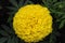 Yellow flower! It is a bright flower, odorous flower, a wonderful flower, magic flower