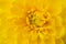 Yellow flower brightly saturated color fresh filling the whole frame