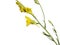 Yellow flower of Broomleaf or broom-leaved toadflax isolated on white, Linaria genistifolia