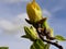 Yellow flower buds, upward shot