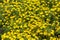 Yellow flower bush - many yellow spring flowers