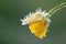 Yellow flower of a buttercup is covered with hoarfrost