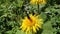 Yellow flower and butterfly, Flower elecampane,