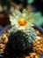 yellow flower cactus , astrophytum