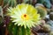 Yellow flower of cactus close up