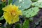 Yellow flower on a cactus plant