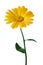 Yellow flower calendula