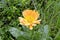 Yellow flower called calendula with insects among the pistils