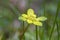 Yellow flower called Nekonome-sou which is Japanese endemic speciy in the grass