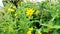 Yellow flower called Sonki or Mumbai Senecio or Graham\\\'s groundsel.