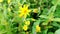 Yellow flower called Sonki or Mumbai Senecio or Graham\\\'s groundsel.