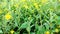 Yellow flower called Sonki or Mumbai Senecio or Graham\\\'s groundsel.