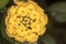 Yellow Flower Cambara closeup photo