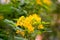 Yellow flower of Cassia surattensis, a genus of flowering plants in the legume family, Fabaceae, and the subfamily