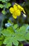 Yellow flower celandine