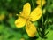 Yellow flower celandine â€“ medicinal plantâ€™s blossom and flowering