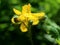 yellow flower celandine â€“ medicinal plantâ€™s blossom and flowering