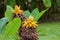 Yellow flower of Chinese dwarf banana, golden lotus banana, Chin