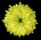Yellow flower chrysanthemum, garden flower, black isolated background with clipping path. Closeup. no shadows. green centre.