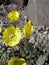 Yellow flower of Chylismia claviformis ssp. peirsonii plant