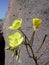 Yellow flower of Chylismia claviformis ssp. peirsonii plant