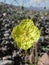 Yellow flower of Chylismia claviformis ssp. peirsonii plant