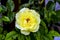 Yellow flower of a climbing rose named `Goldregen` Rosaceae, rambler rose in summer, Bavaria, Germany, Europe