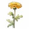 Yellow Flower Clip Art Illustration On White Background