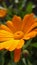 Yellow flower close-up. Calendula in the garden