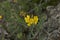 Yellow flower close up of Hippocrepis comosa