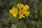 Yellow flower close up of Hippocrepis comosa