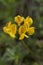 Yellow flower close up of Hippocrepis comosa