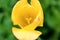 Yellow flower close-up, macro.Tulip on a background of green. Soft focus Design for poster, cover, branding, banner, placard, pack