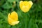 Yellow flower close-up, macro.Tulip on a background of green. Soft focus Design for poster, cover, branding, banner, placard, pack