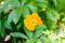 A yellow flower close up view, centre focus blur background