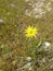 Yellow flower close up yellow grass