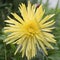 Yellow flower closeup