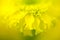 Yellow flower closeup soft focus abstract background.