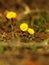 Yellow flower coltsfoot herbaceous perennial of medical plant in grass on meadow near forest with green leaves and stem at sunset.