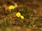 Yellow flower coltsfoot herbaceous perennial of medical plant in grass on meadow near forest with green leaves and stem at sunset.