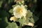 Yellow flower of common hollyhock Alcea rosea