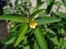 Yellow Flower of Common Wireweed (Sida Acuta)