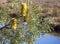 Yellow flower cones of Swamp Banksia.