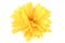 Yellow flower coreopsis
