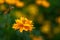 Yellow flower of Coreopsis on the background of leaves in garden
