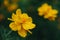 Yellow flower of Coreopsis on the background of leaves in garden