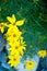 Yellow flower Coreopsis garden plant