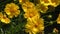 Yellow flower coreopsis Latin. Coreopsis