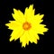 Yellow Flower - Coreopsis Pubescens - isolated