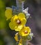 Yellow flower. Cotton trunk. Specie of Great Mullein. From UC Berkeley botanical garden